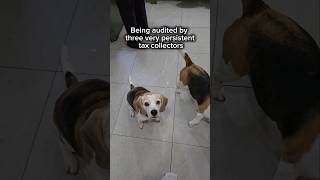The FBI wishes they had surveillance this tight 😆😆#BeagleLife #BeagleWorld #DogMemes #beagle