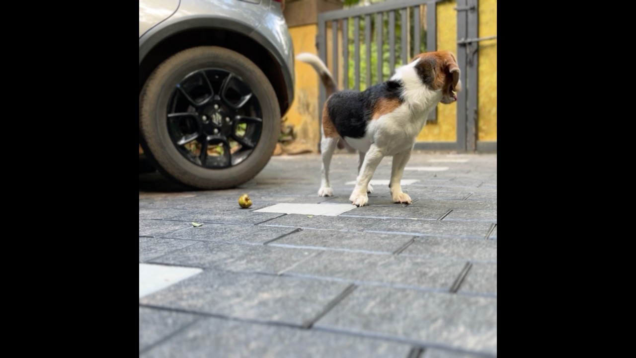 Beagle Puppy’s Playtime 😊🐶❤️ #beagle #puppy #dog #mersal #vijay
