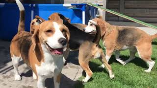 The Funniest Beagle Pool Parties Caught on Camera – Must Watch!