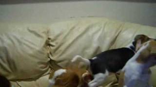 beagles howling