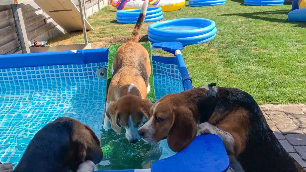 Beagle Madness: Top Dog Pool Parties and Ball Pit Fun Moments!