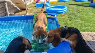 Beagle Madness: Top Dog Pool Parties and Ball Pit Fun Moments!