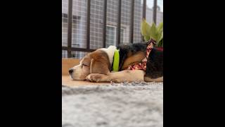 Beagle Puppy Sleeping ASMR 🐶☺️ #beagle #puppy #asmr #dogs