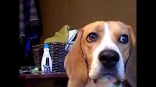 Cute Beagle Howl