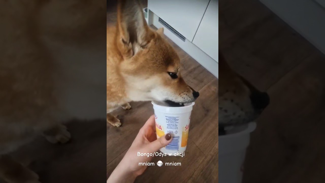 Shiba i jej przysmaki