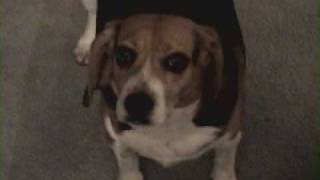 Chubby Beagle Barking