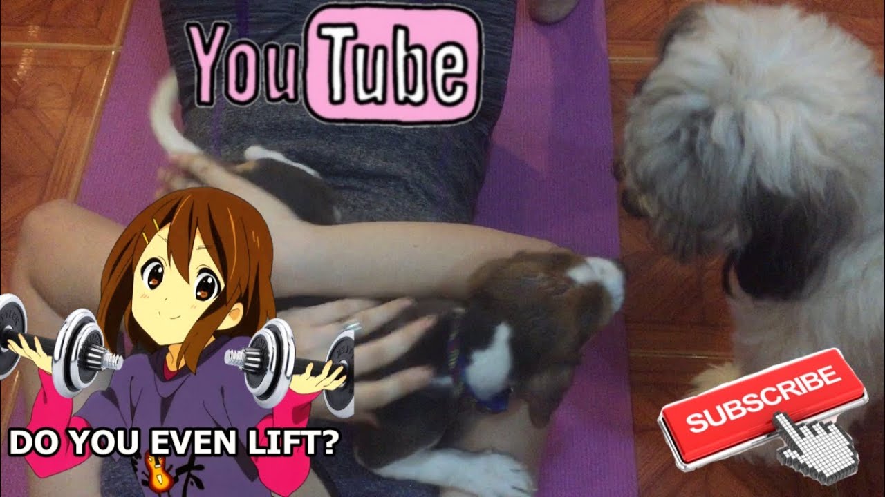 Cute beagle puppy interrupts workout