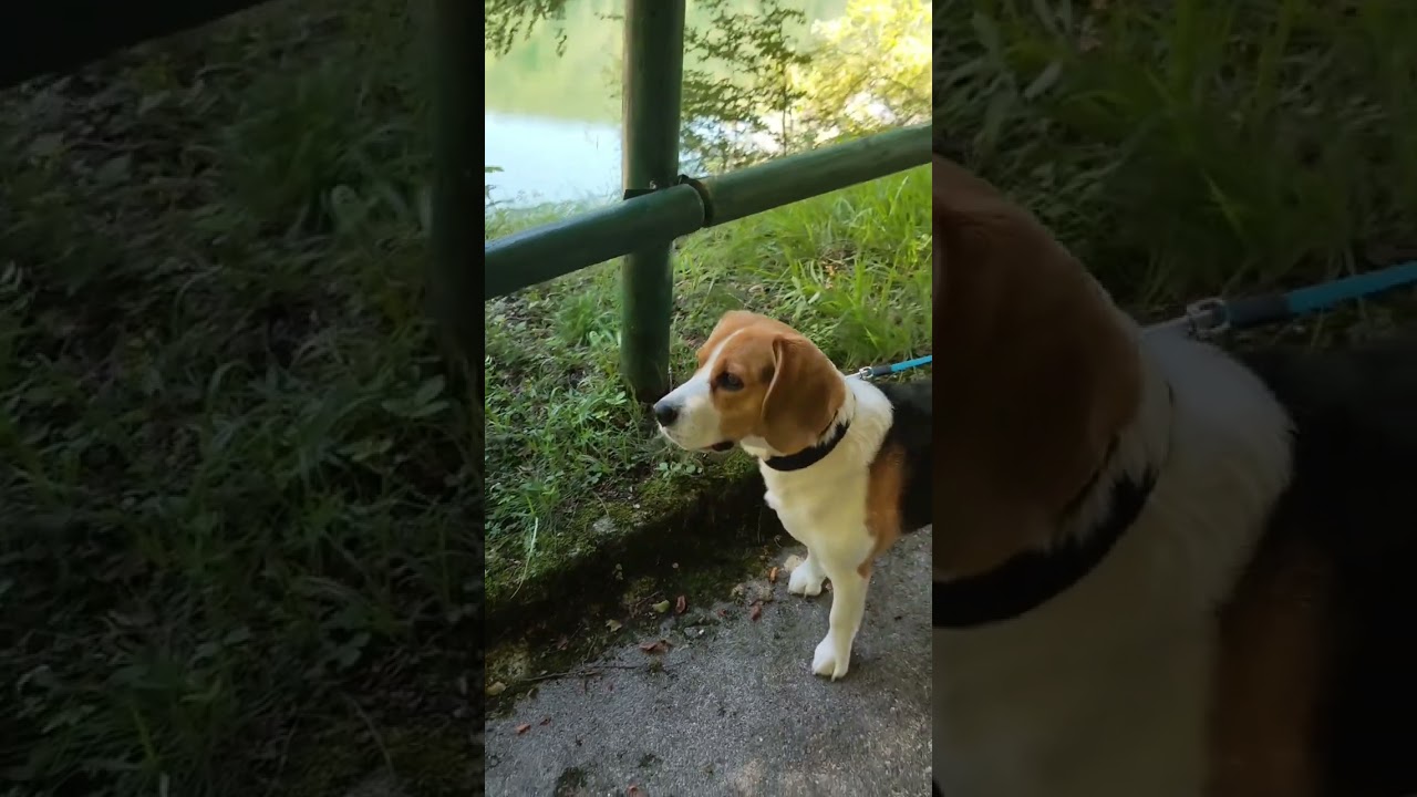 Max 🐶 en Embalse de Leurtza