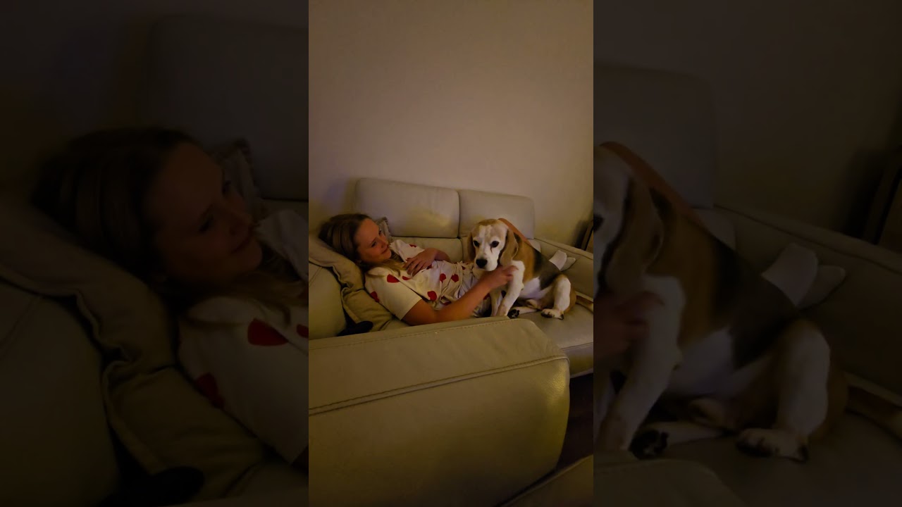The gentlest demand for cuddles you will ever see. 🥺❤️ #beagle ##beaglelife #cutedog #DemandingDog
