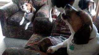 beagles howling.MPG