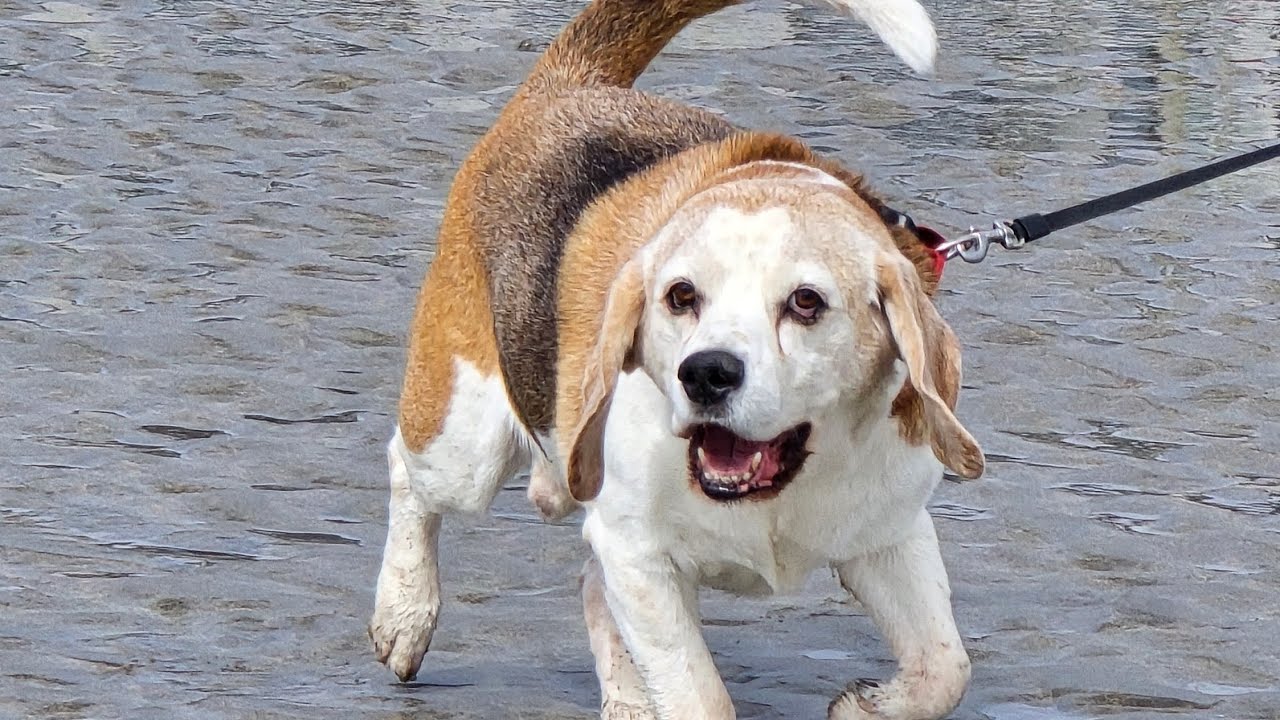 Charlie the beagle 14th birthday🥰🥰🥰