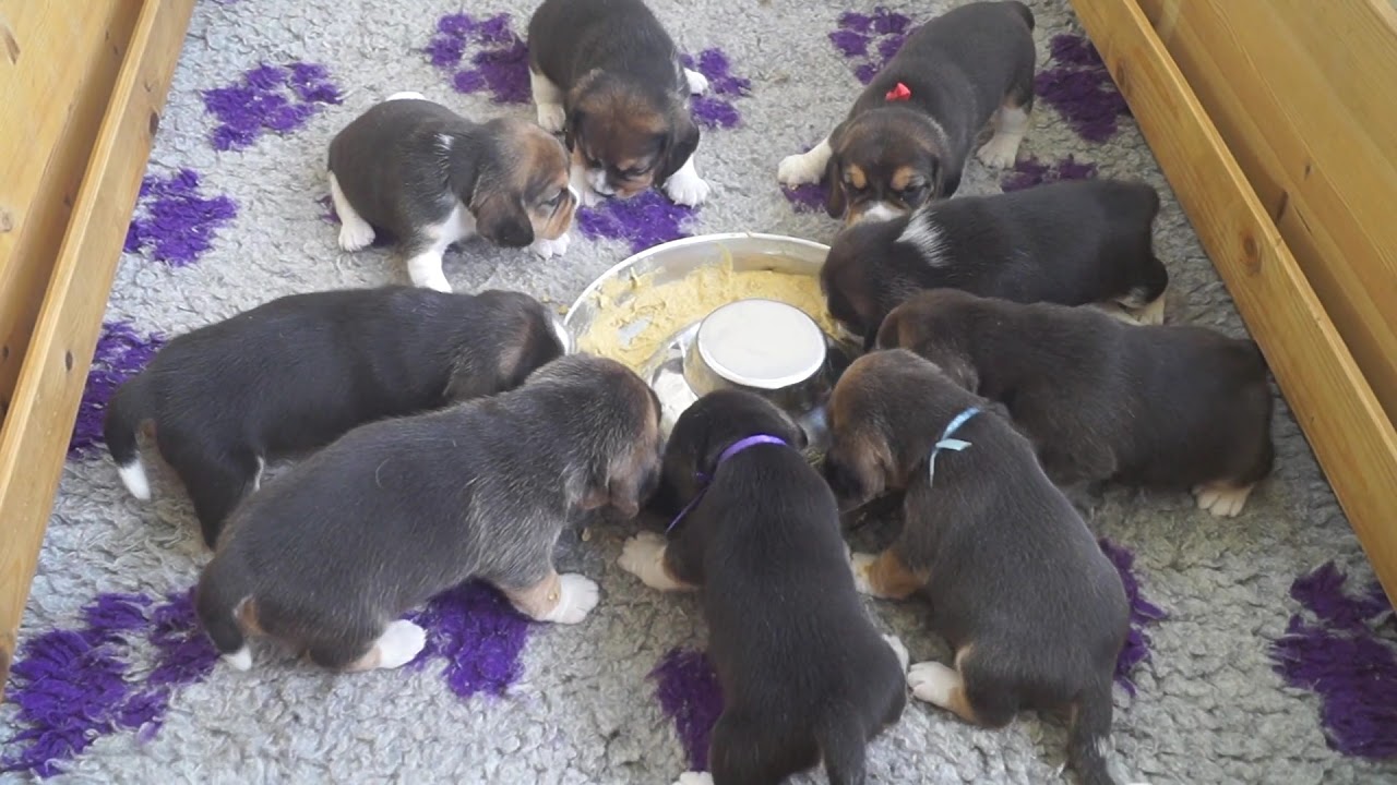 *** Cutest beagle puppies ever ***