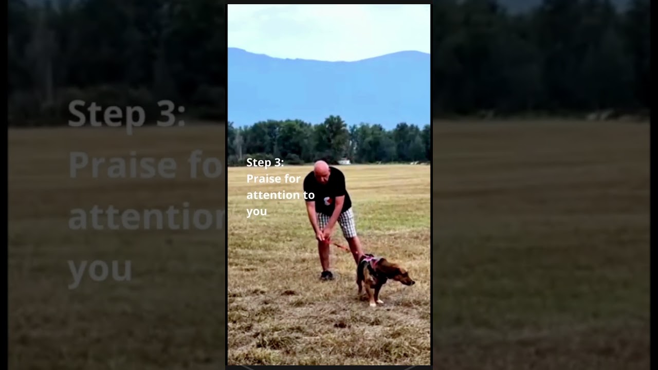 HOW TO PUNISH A BEAGLE