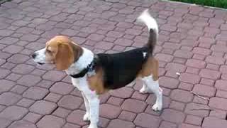 Beagle Howling 16