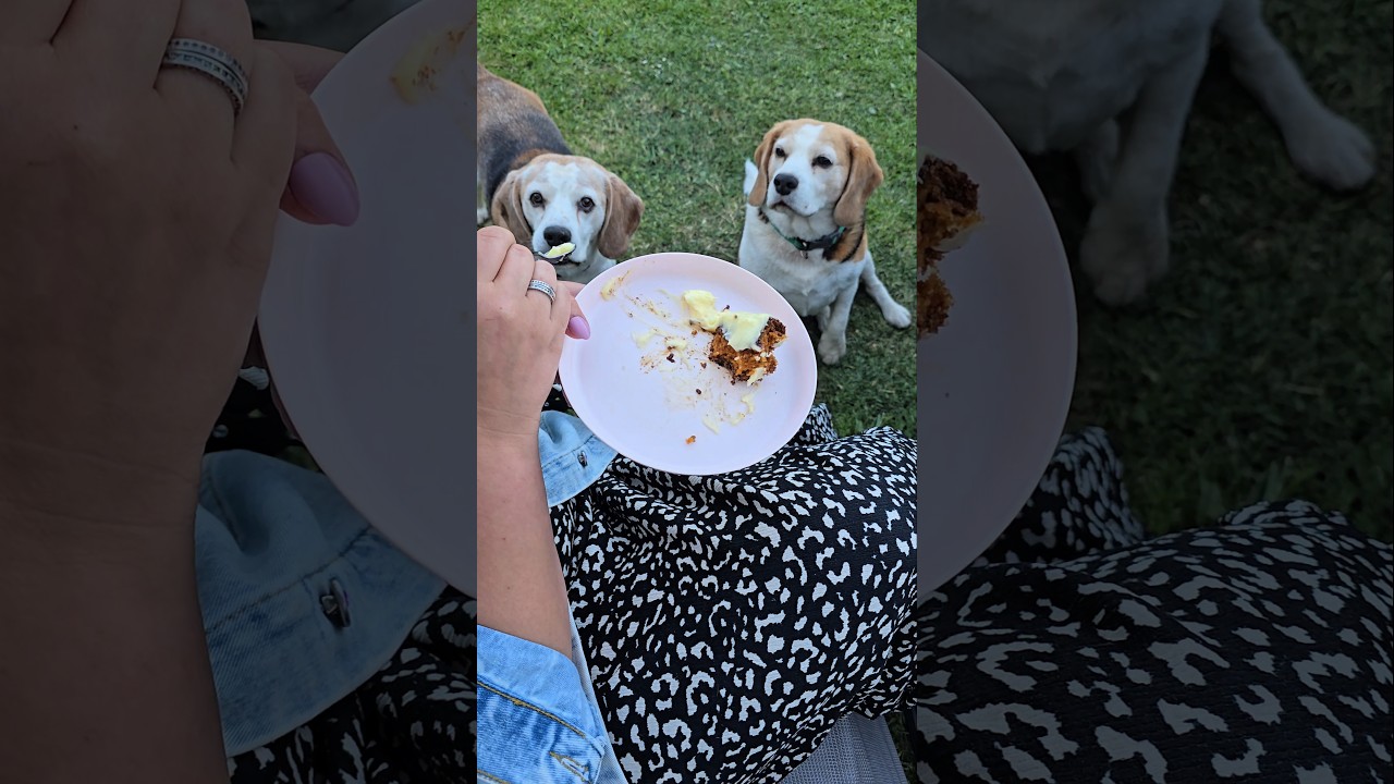It just can't be done! #beagle #dogreel #hungrybeagles #doglife #dogrelated #beaglelove