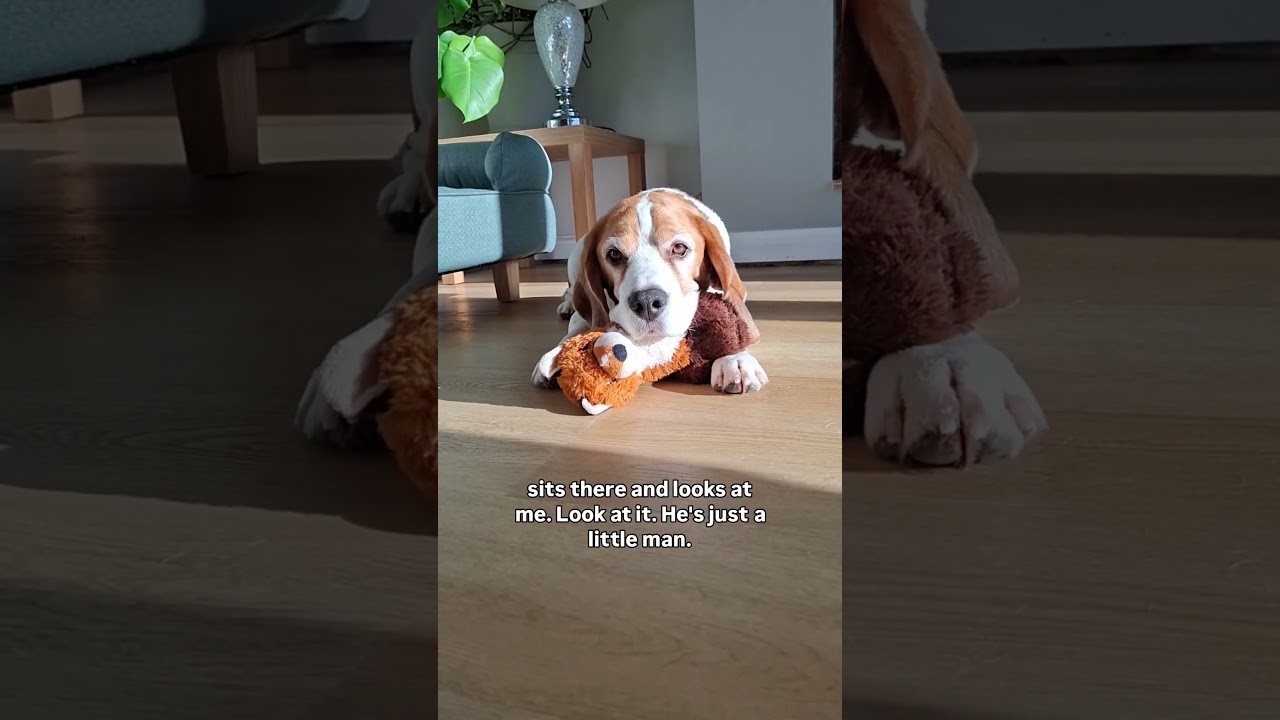 Just a little man π₯°ππ€£ #dogshorts #dogs #beagle #cutedog #beagles #funnyshorts
