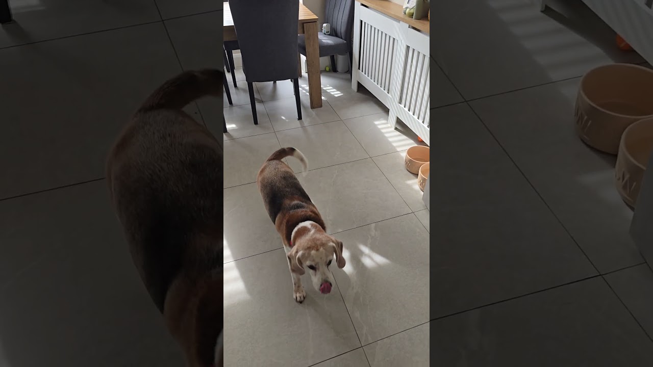 Charlie may not be able to hear, but We’re working on hand signals together,he is as eager to learn