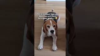 Someone's excited for dinner… 😂🤣😂 #beagle #beaglelife #beaglelove #funnydogs #dogs #cutedog