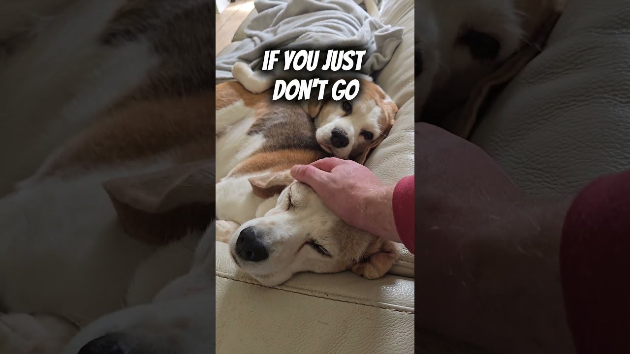 Those beagles are experts 🤣🤣🤣#lifehack #workhumor #workadvice#workhumor #funnyreel #beagles#dogs
