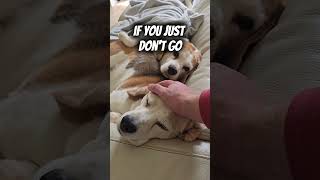 Those beagles are experts 🤣🤣🤣#lifehack #workhumor #workadvice#workhumor #funnyreel #beagles#dogs
