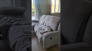 The tail wag starts before the rest of him has even fully woken up 😂🤣 #beagle #beaglelife #funnydogs