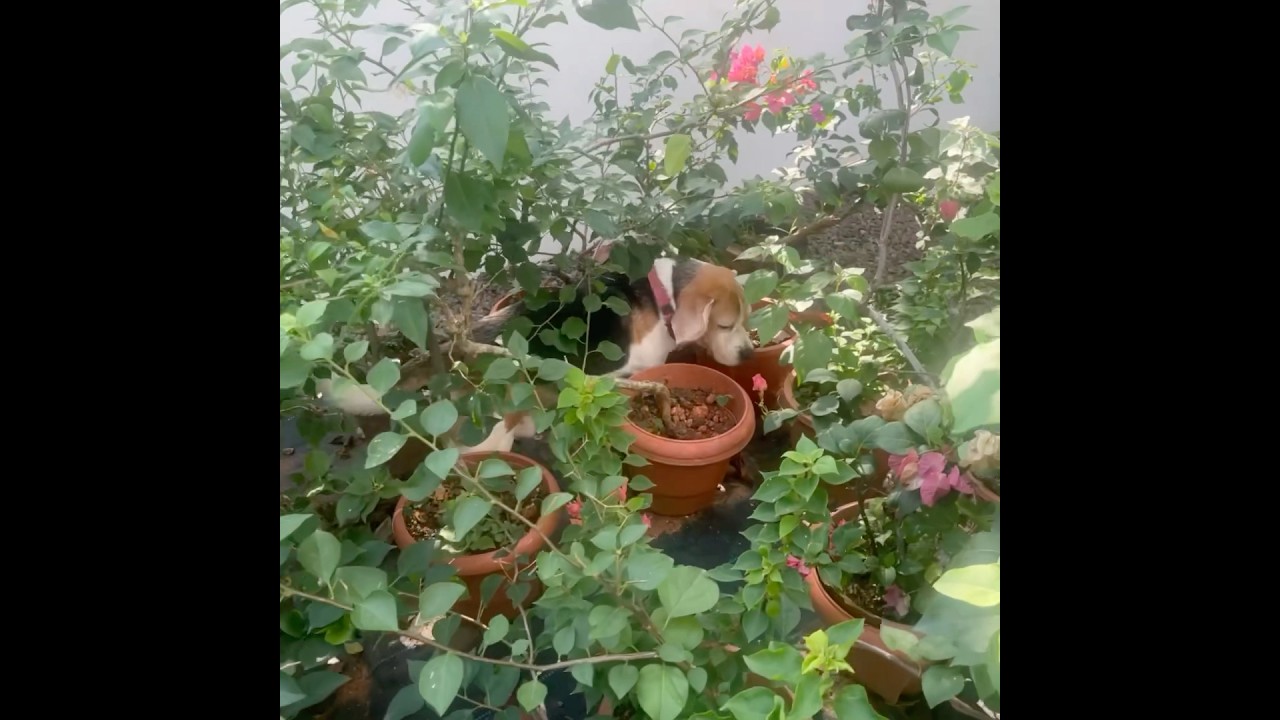 The Garden Racer ποΈππΆ #beagle #puppy #dog #f1 #bradpitt