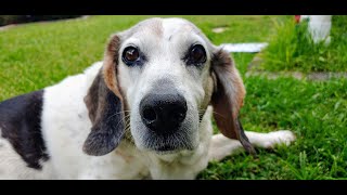 Beagle Dog Howling At Fire Truck