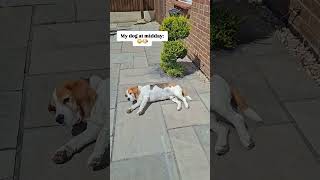 Apparently, Basil didn’t get the memo about the heatwave 🫠☀️😂#beagle #funnydogs #doghumor #beagles
