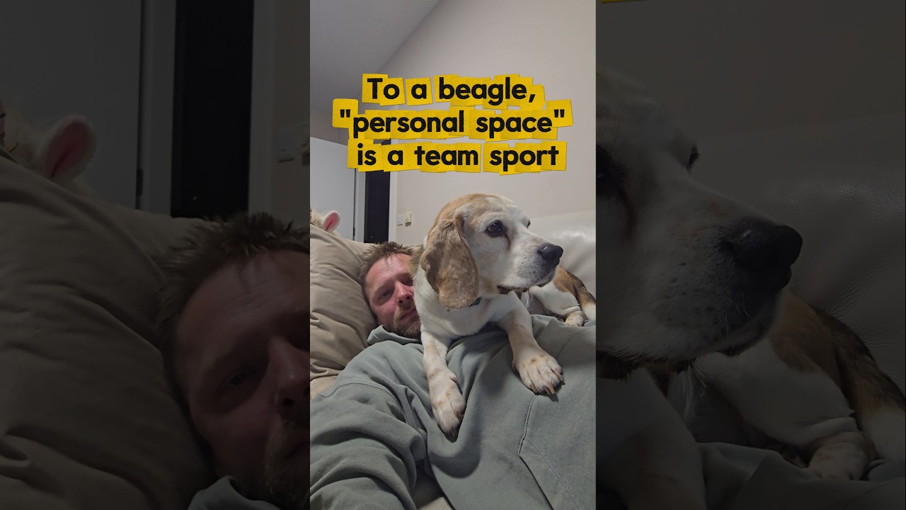 Personal Space isn't in the Beagle dictionary. ππ« #BeagleLife #VelcroDog #Beagles #NoPrivacy #dogs
