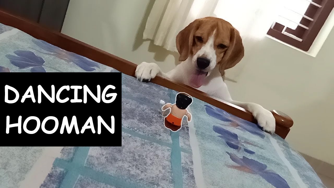 Beagle Puppy Playing With Little Hooman Toy