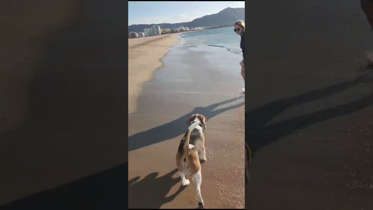 Vacaciones de Max 🐶 2023