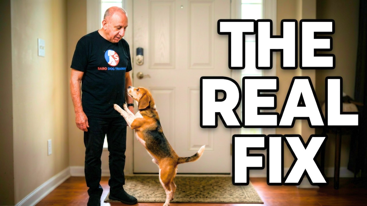 How to Stop Your Dog Jumping (Essential Beagle Specialist Tips)