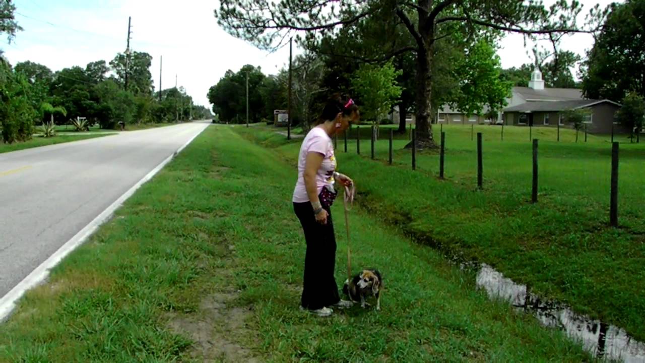 Beagle Minnie vs Barking Dog Dogtra Pager E Collar