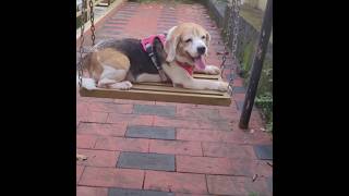 The Happiest Beagle Puppy Ever! 🐶 Swing Mode: ON! #beagle #dog #kerala #pets