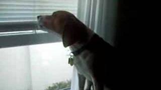 Beagle Howling To Siren