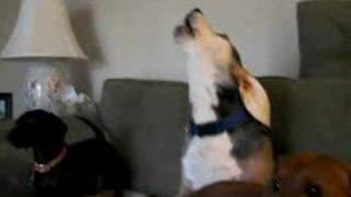Beagle Howling Emmit