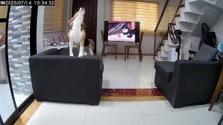 3 Yeat Old Beagle Howling For The First Time On Home Security Camera