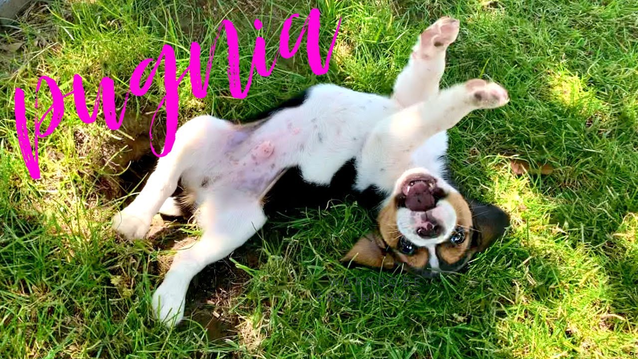 Beagle Puppy Playing #30