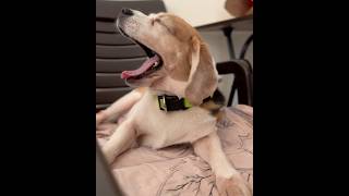 Beagle Puppy Waking Up In The Morning 🐶☺️ #beagle #puppy #pets #morning