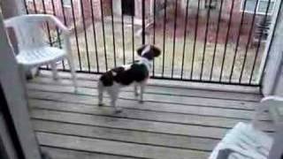Beagle Howling With Tornado Sirens