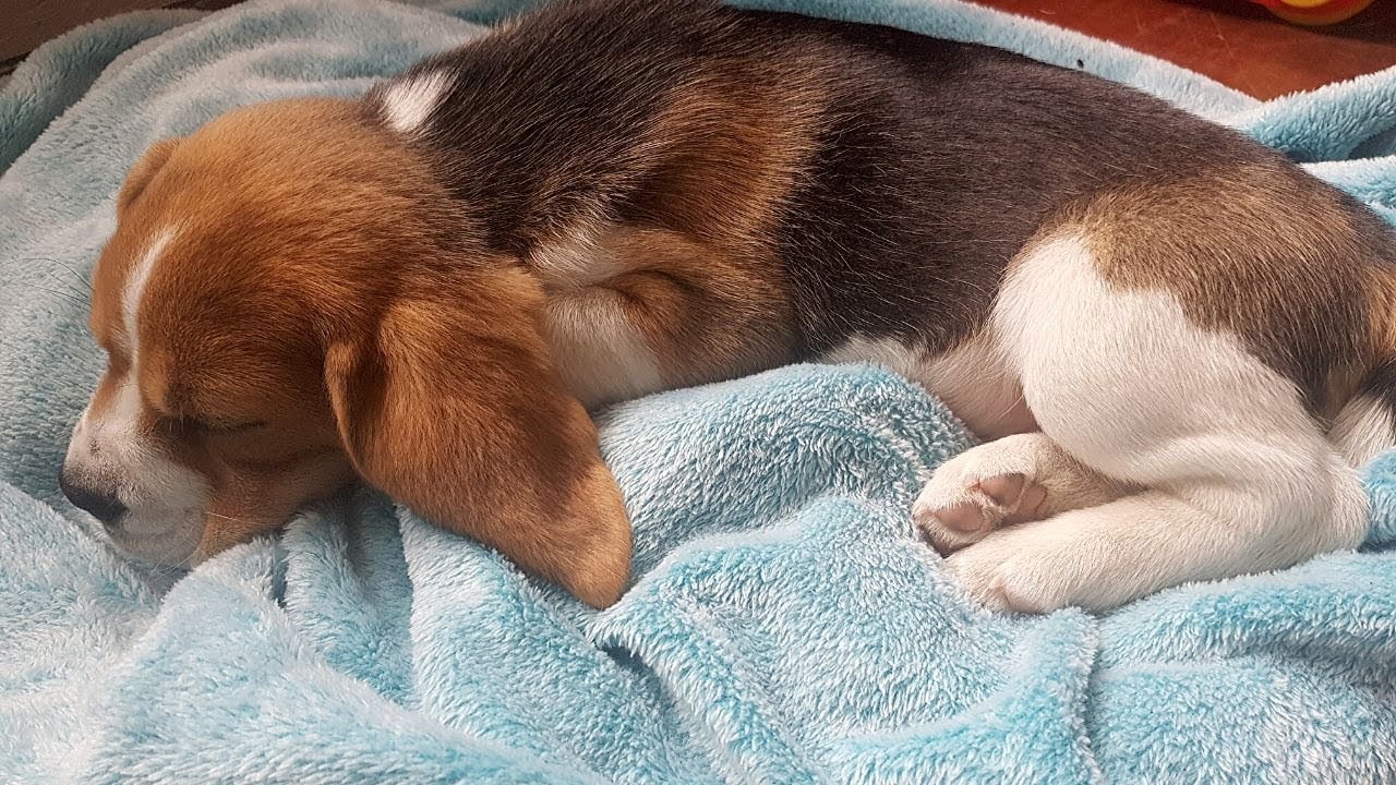 Cute Beagle Puppy Sleeping, aged 2 - 4 months old