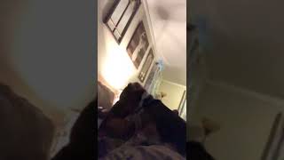 Trigger The Beagle Howling