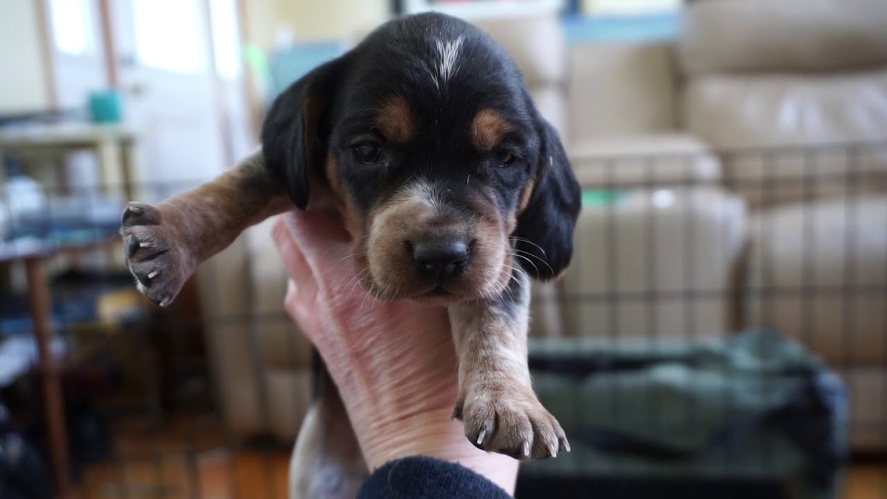 Precious pups! 3 week Beagle puppies from Bella x Sgt Pepper. Born