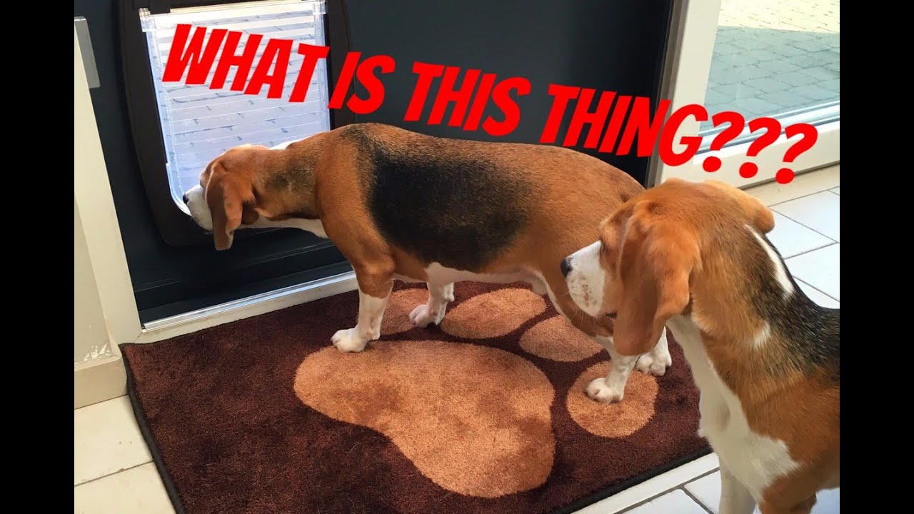 Beagles VS Doggy Door