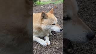 Shiba i marchewka