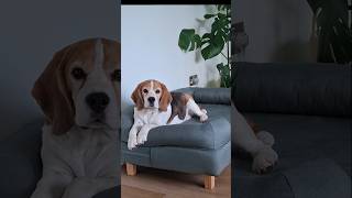 Much better, don’t you think? 😍😂🤣 #beaglelife #funnydogs #homedecor #dog #dogs #funnydog #beagle