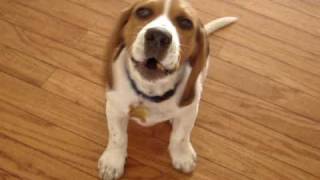 Howling Beagle