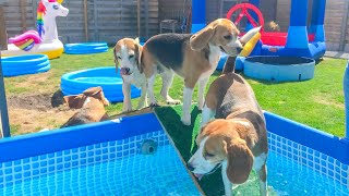 Funny Beagle Pool Party: Watch These Dogs Make a Splash!
