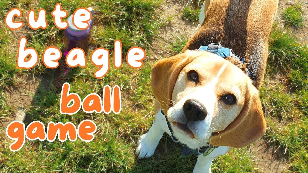 Cute Beagle's Ball Game!