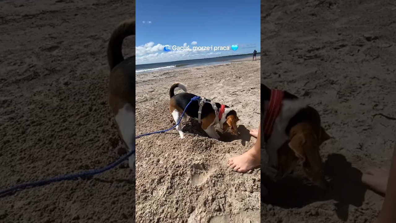 Pracujący beagle